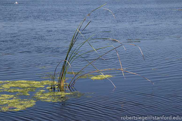 emily renzel wetlands